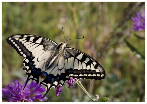 Papilio machaon - Махаон