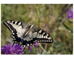Papilio machaon - 